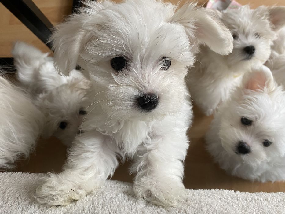 Maltańczyki słodkie łapki