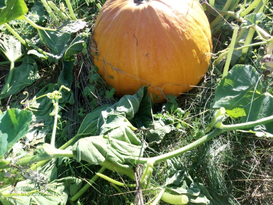 Dynie jadalne ekologiczne