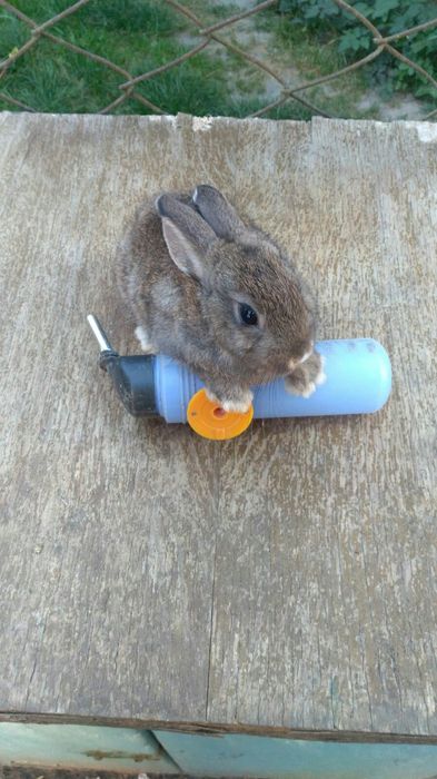 Кролики Декоративні Карликові Висловухі