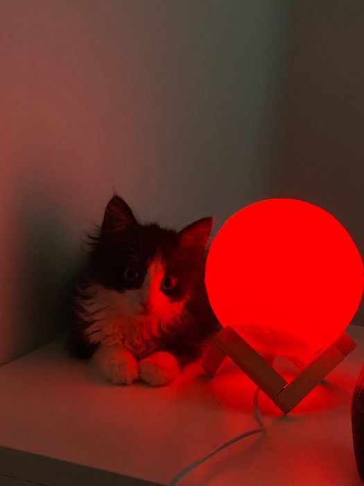 Поверніть кошення