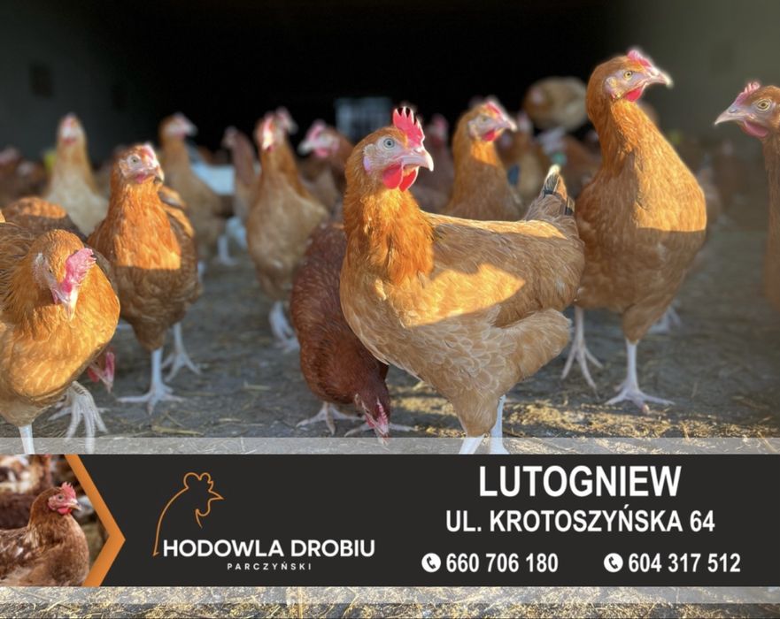Kury Nioski Rosa, Leghorn, NovoGen Brown! MŁODE NIOSKI! ODCHOWALNIA!