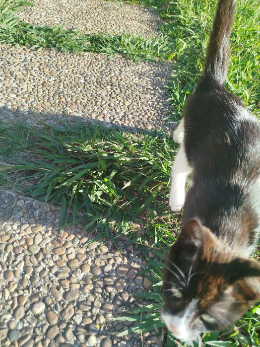 Gatinha pequena preta e branca com 3 meses