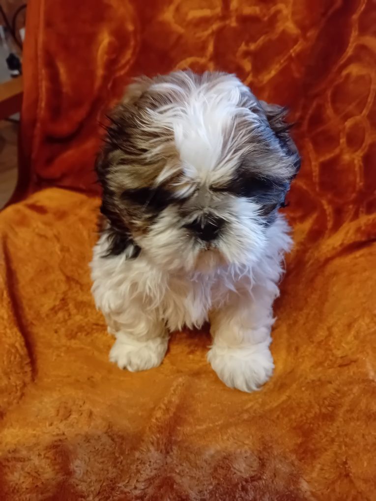 Shih-tzu szczeniak bicolor