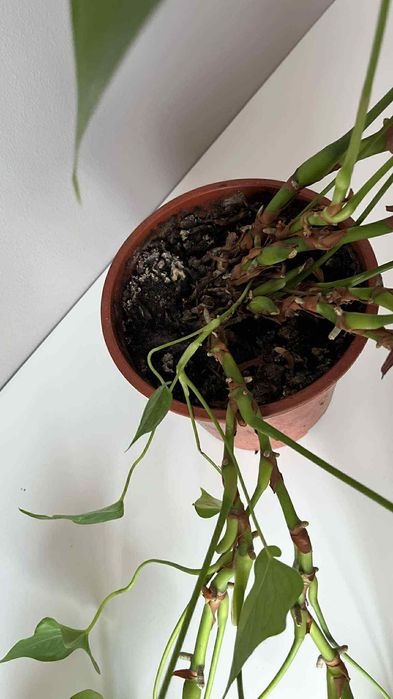 Duże anturium anthurium kwiat roślina