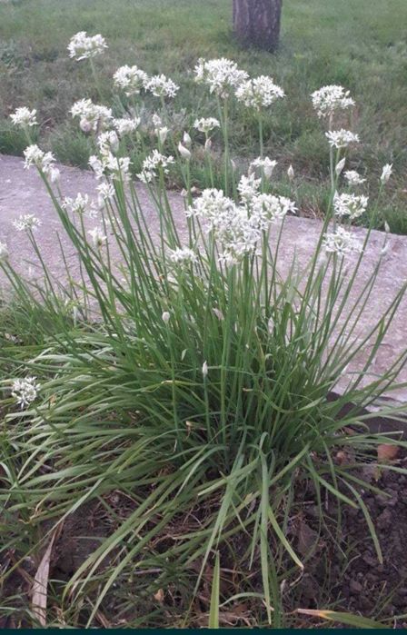 белые нарциссы луковицы