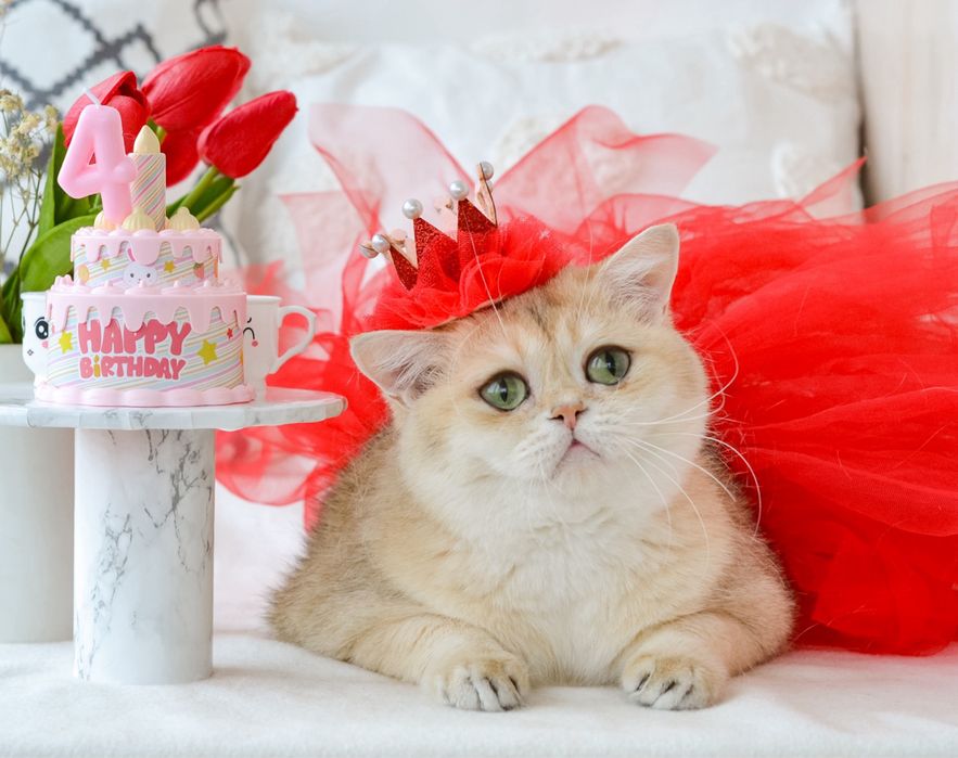 Доросла золота британка