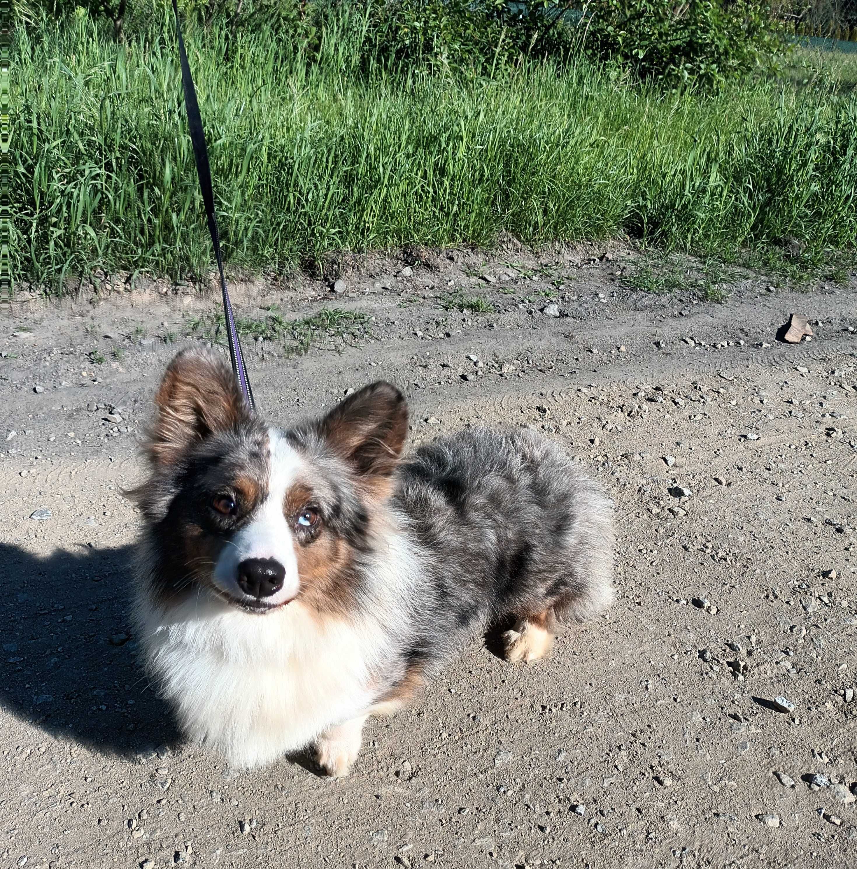 Welsh Corgi Cardigan FLUFFY - pies blue merle