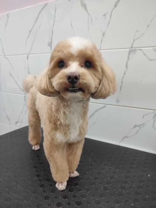 Грумінг стрижка собак Грумер метро Харківська