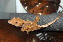 Gekon orzęsiony  - Ikola Wrocław - Correlophus ciliatus