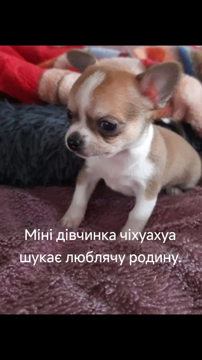 Мілашки чіхуашки