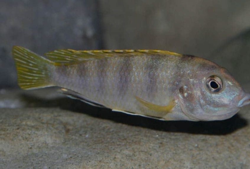 Labidocromis perlemut  reef casal