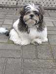 Szczeniak shih tzu