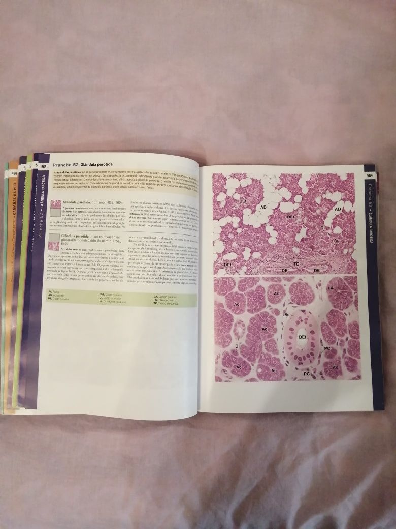 Livro histologia Ross 7ª edição