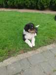 Owczarki szkockie collie