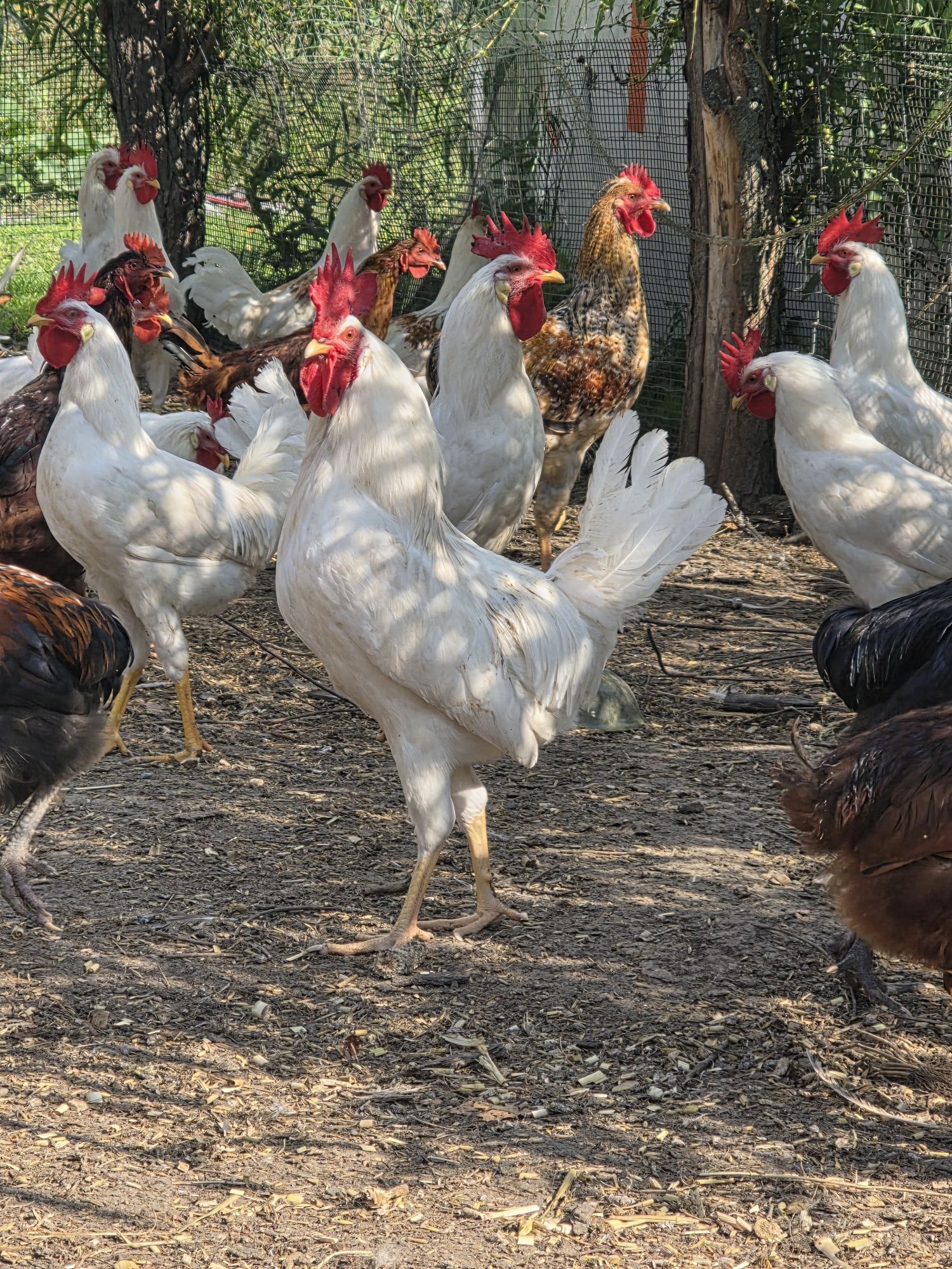 Kogut, koguty silka splash, leghorn, karmazyn