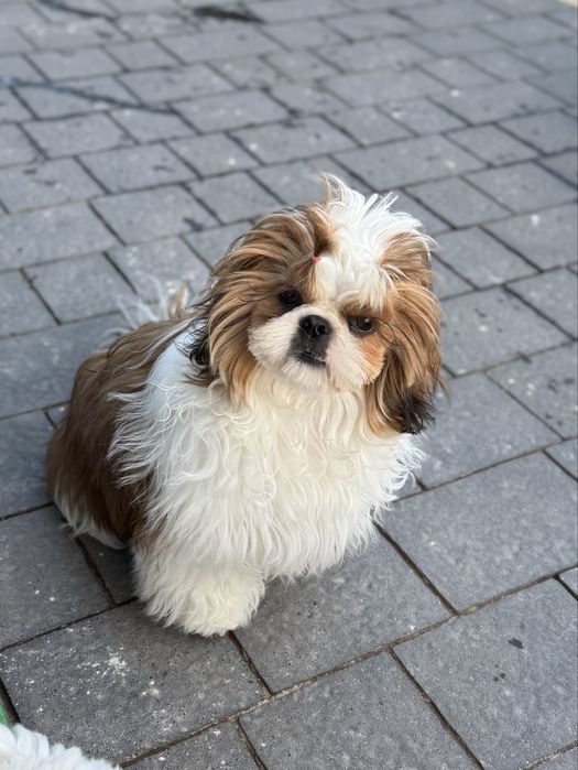 Suczka Shih Tzu ZKwP FCI