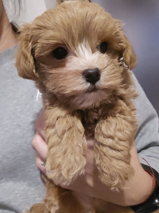 Maltipoo mini chlopiec samczyk maltipo