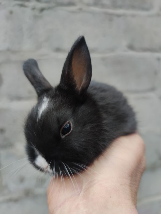 Декоративні кролики