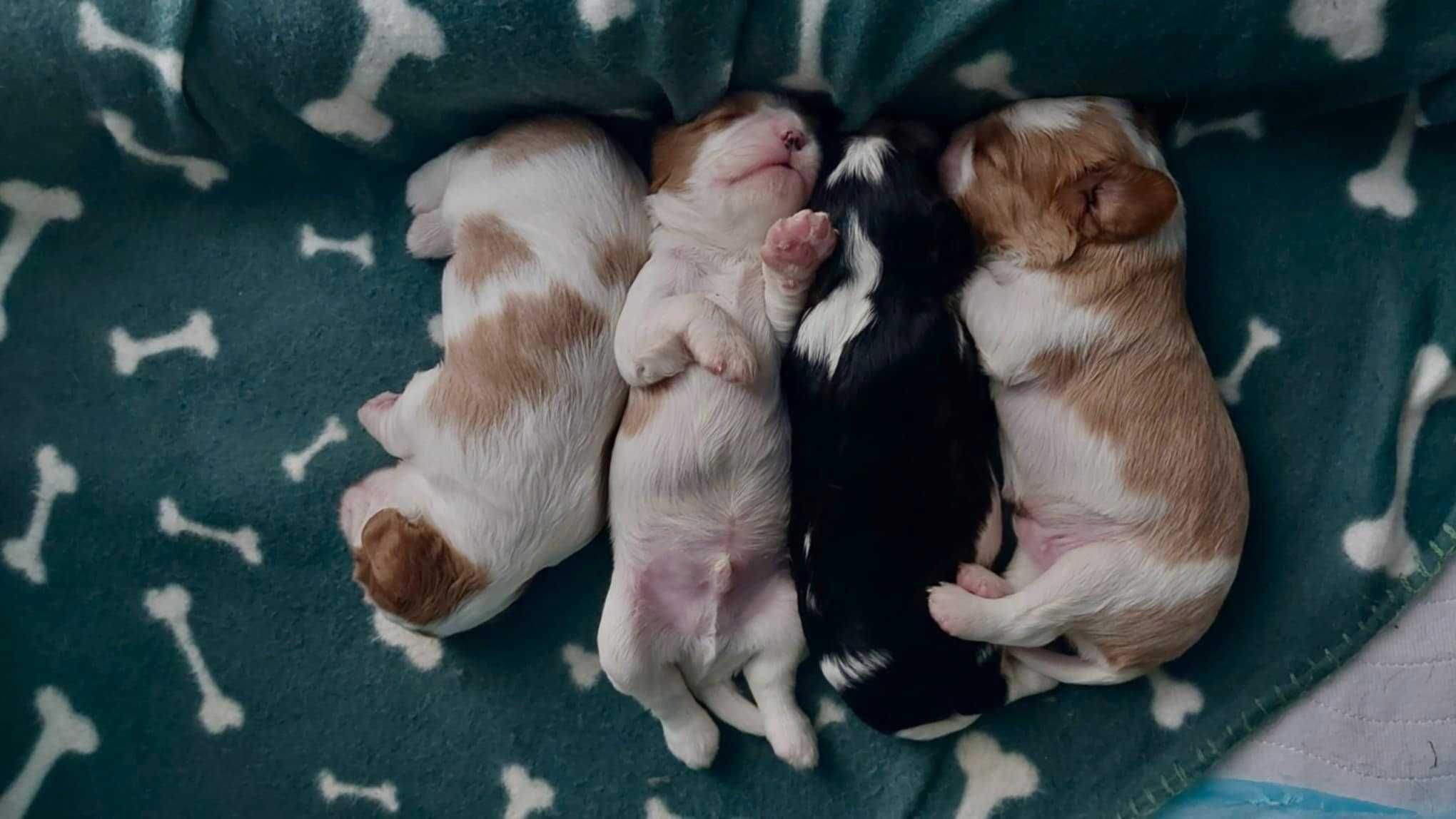 Cavalier King Charles Spaniel - ZKWP FCI