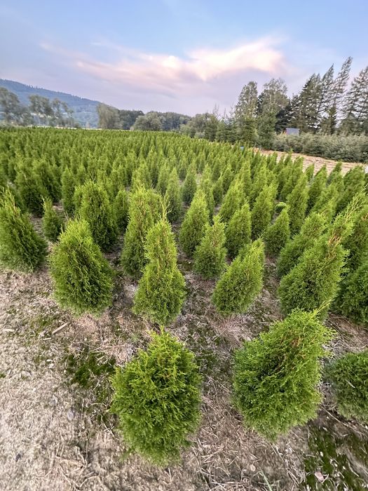 Tuja szmaragd ogodzenie żywopłot transport sadzenie