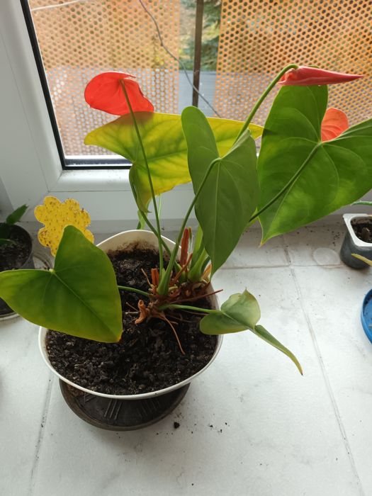 Anturium czerwone kwiatek domowy, wysyłka olx