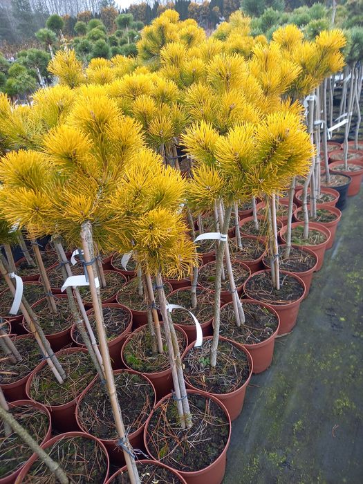 Jałowiec,Sosna szczepiona na pniu,Tuja szmaragd,Klony szczepione