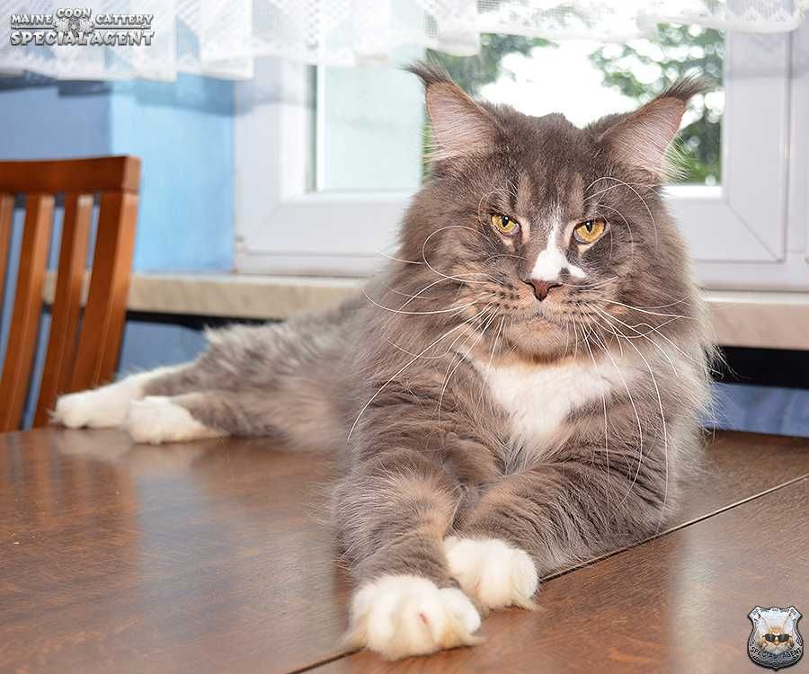 Niebieski kocurek Maine Coon FPL / FIFe; przebadani rodzice
