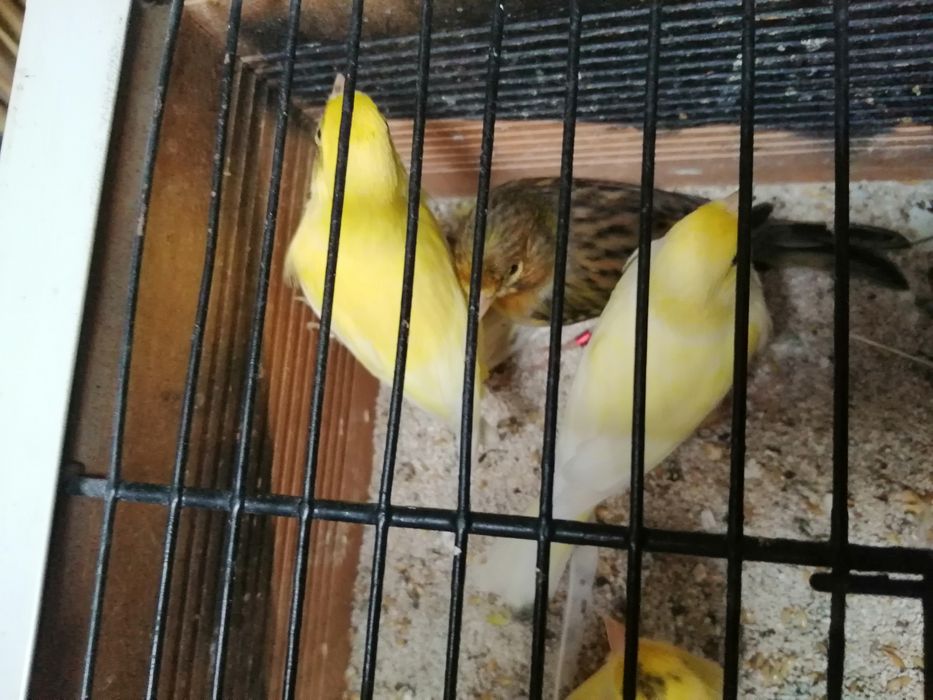 Canários timbrados espanhol