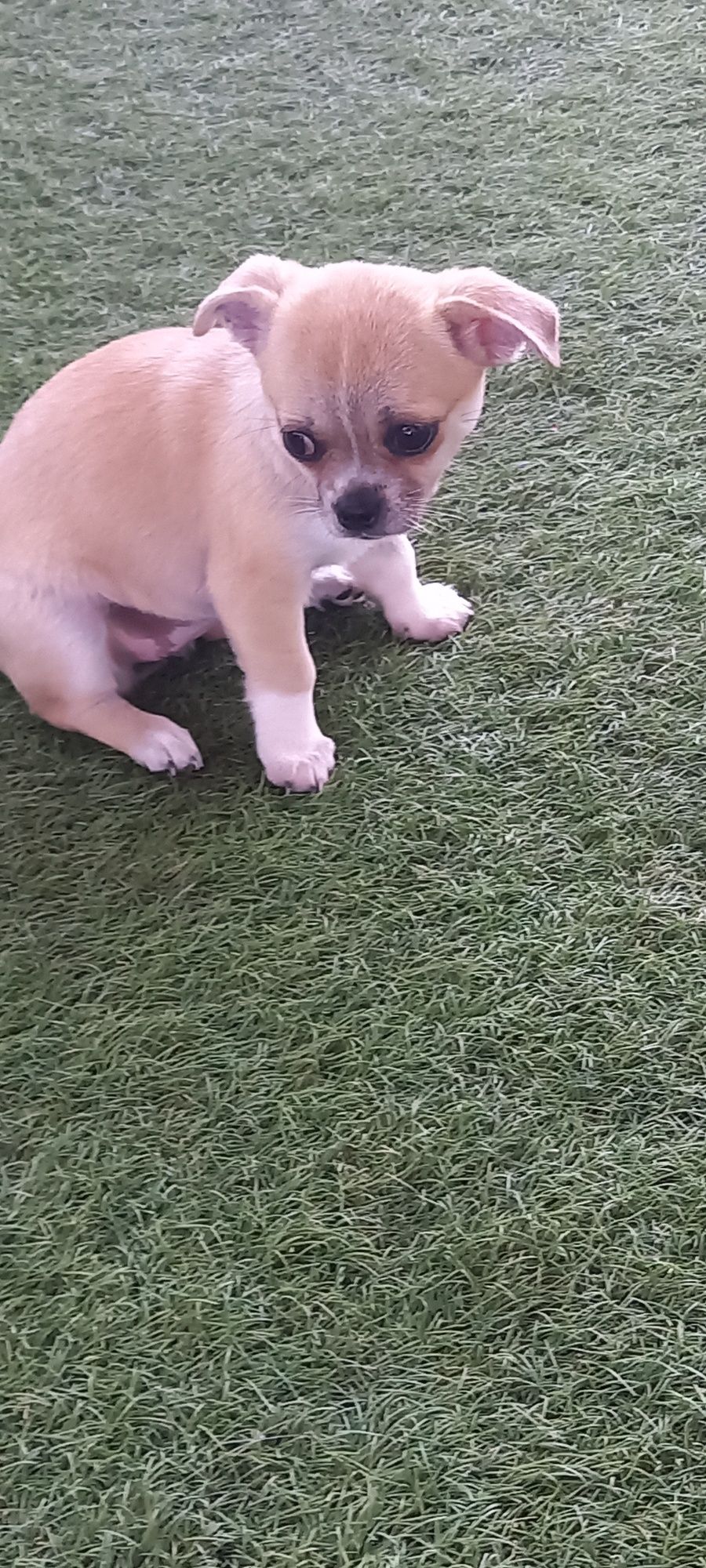 Piesek rasy Chihuahua