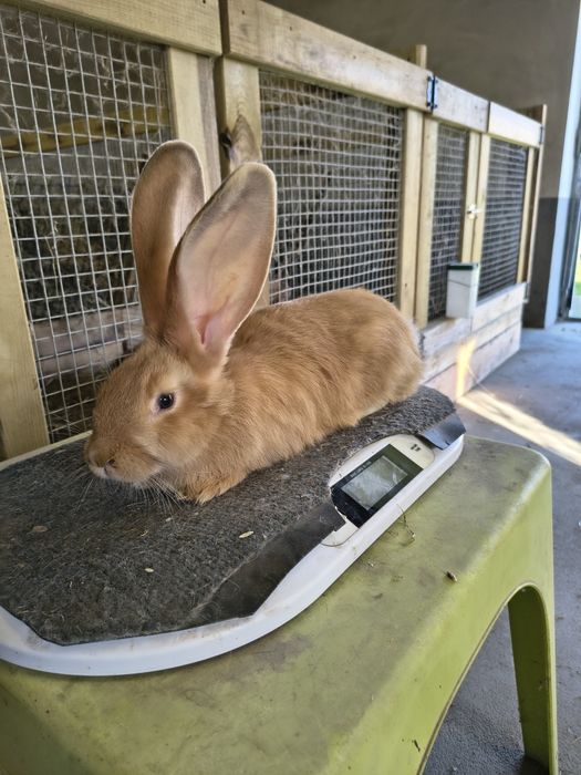 Młode króliki BOŻ