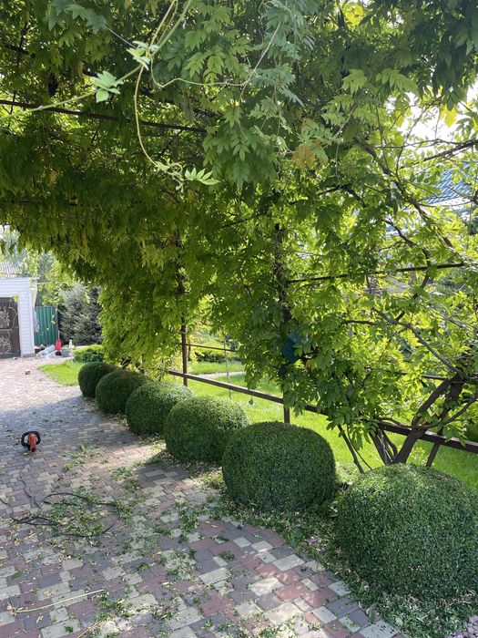 Стрижка хвойных растений