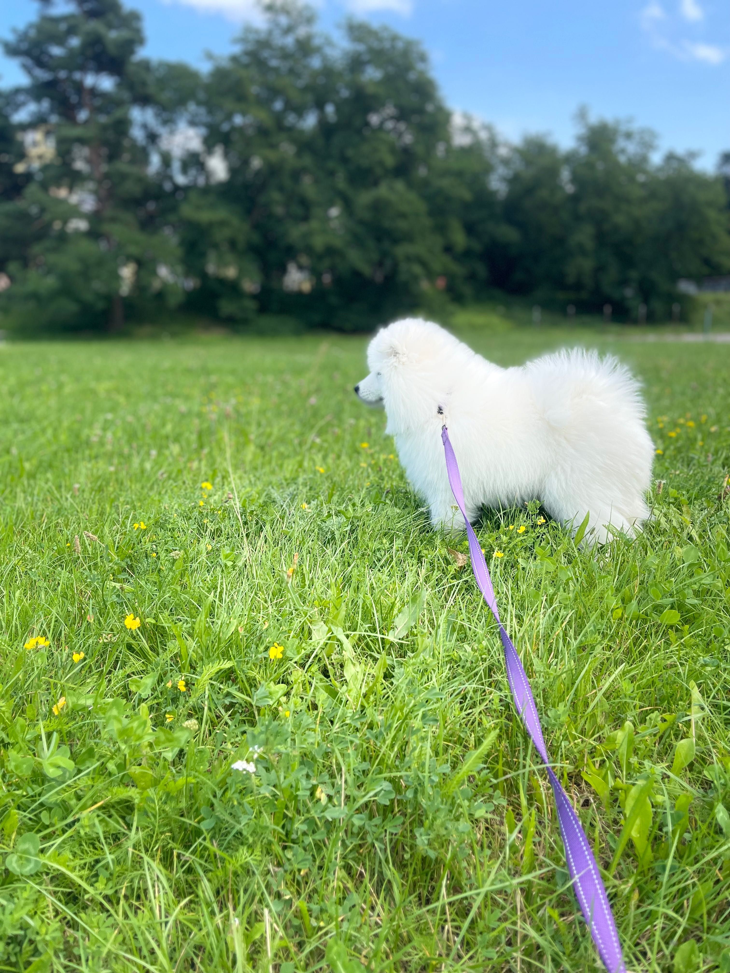 Samoyed ZKwP/ FCI - dostępne dwie dziewczynki