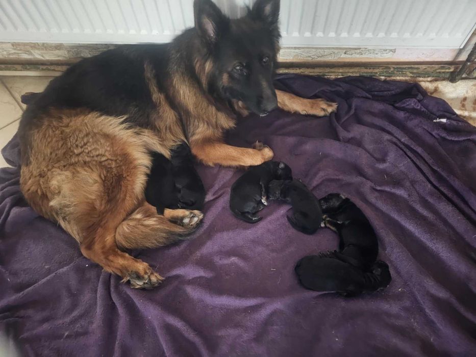 Szczeniaczki Rasy Owczarek Niemiecki długowłosy