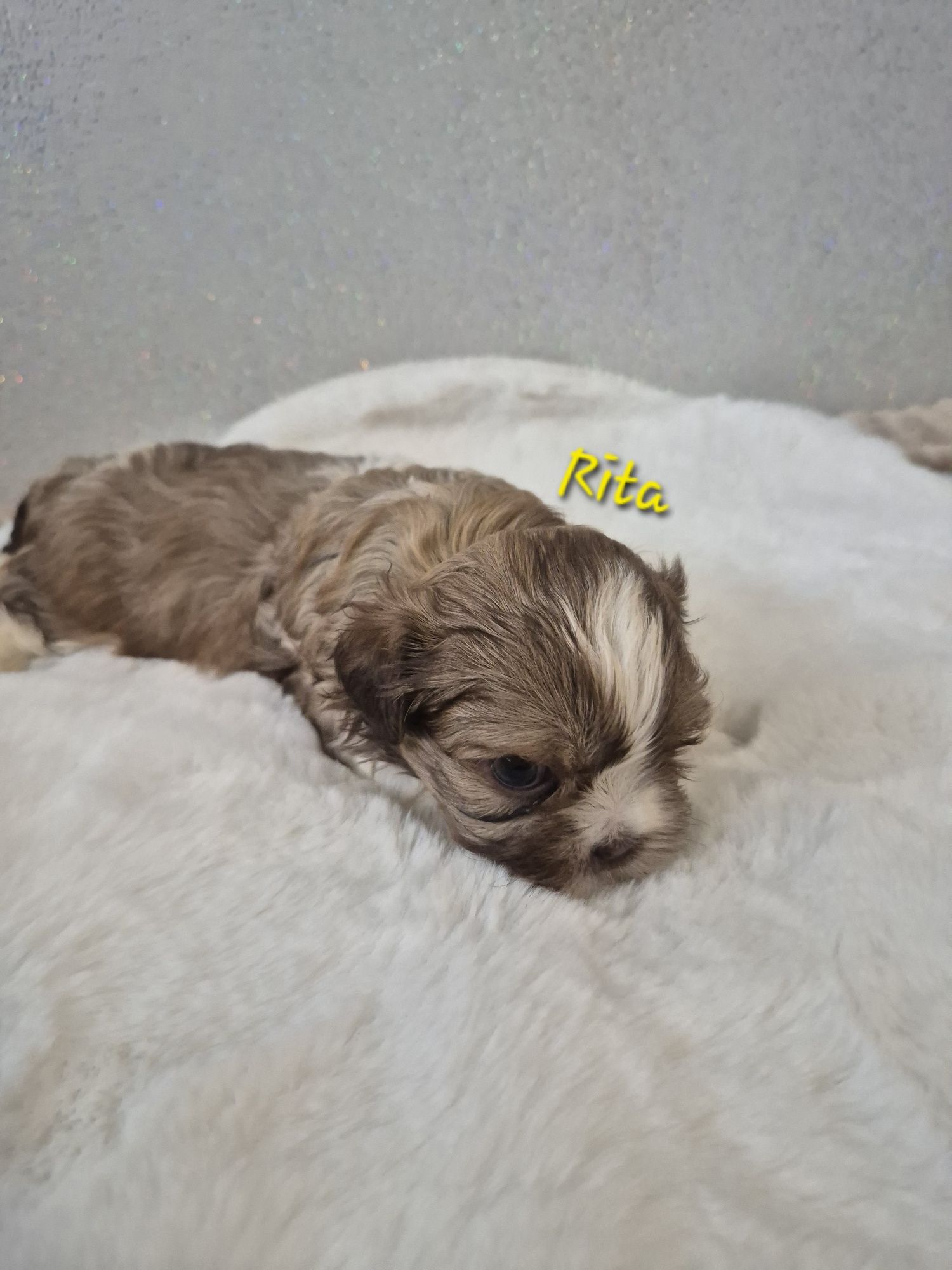 Shih tzu Rita dziewczynka