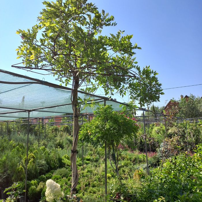 Продам Глицинию (Вистерия) 3 лет, в контейнере распродажа