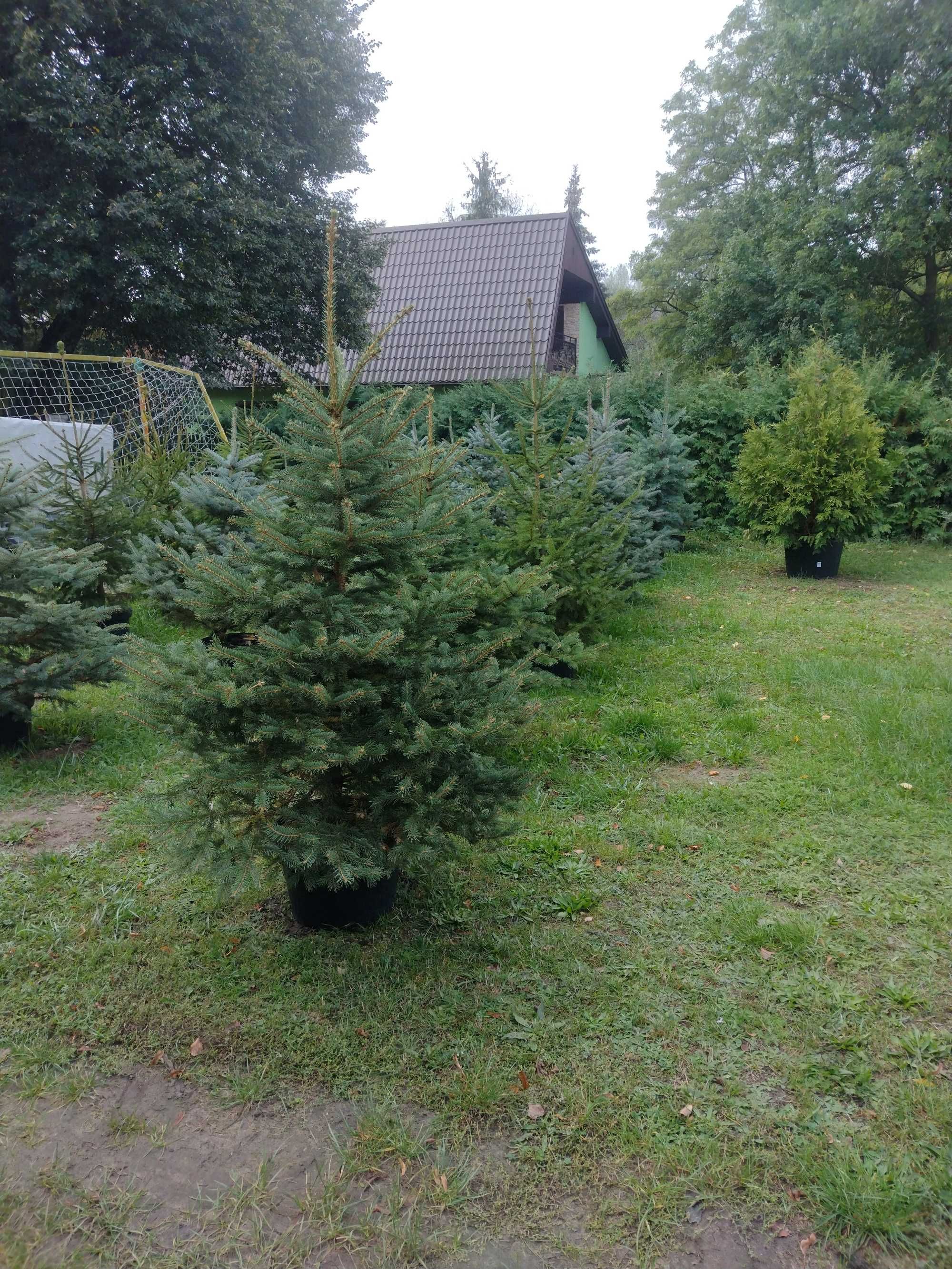 Świerk srebrny srebrzysty kłujący