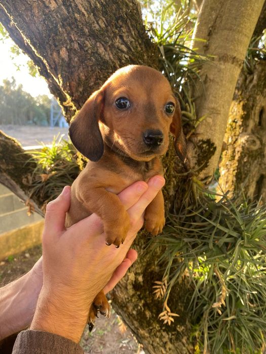 Teckel macho miniatura