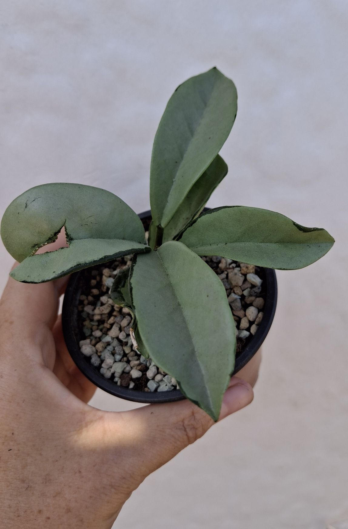 hoya  РІЗНИХ  срібних сортів хойя