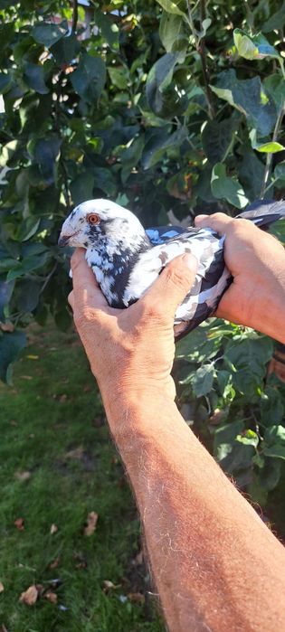 Sprzedam gołębie homery