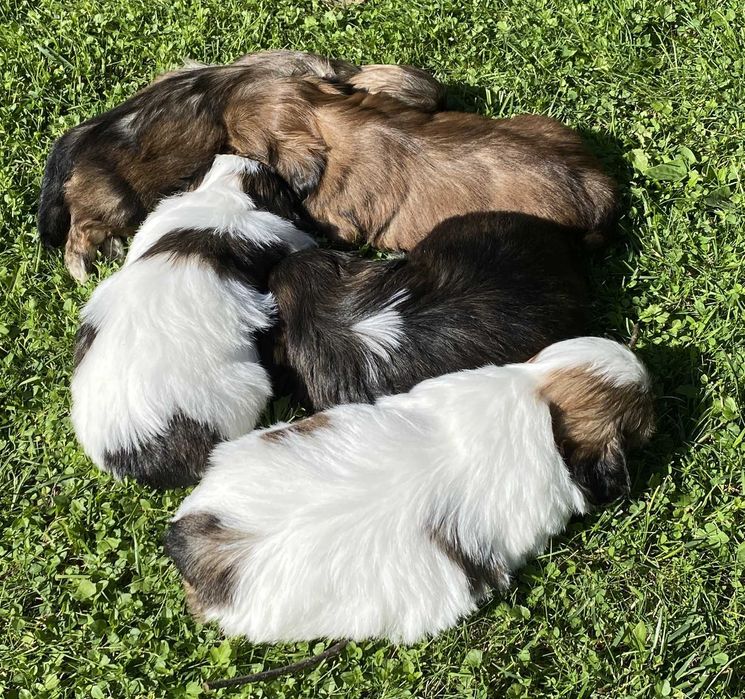 Szczeniak Shih Tzu, rodowód, z hodowli, piesek