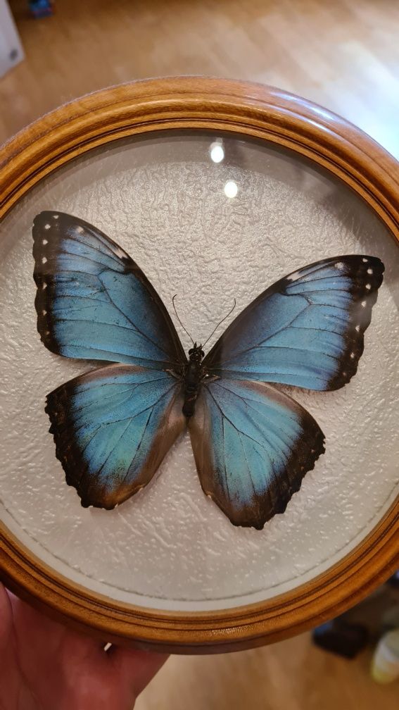 Бабочка в рамке Morpho hyacinthus