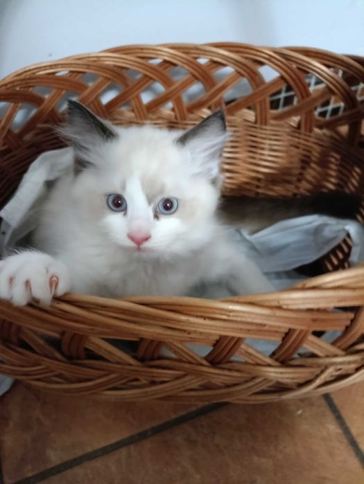 Koty Ragdoll z rodowodem