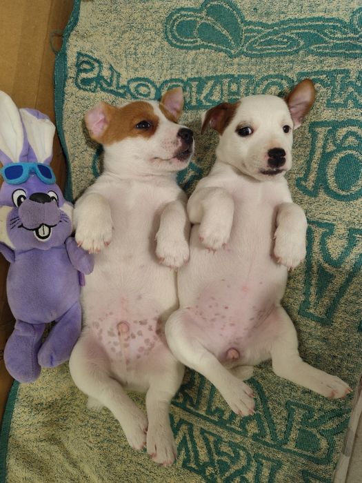 Цуценята Джек Рассел тер'єр