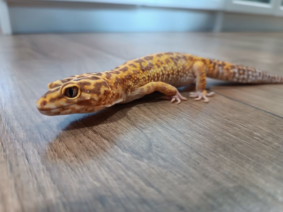 Gekony lamparcie cztery samice