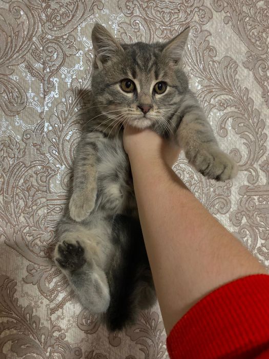 Віддам хвостиків в добрі руки