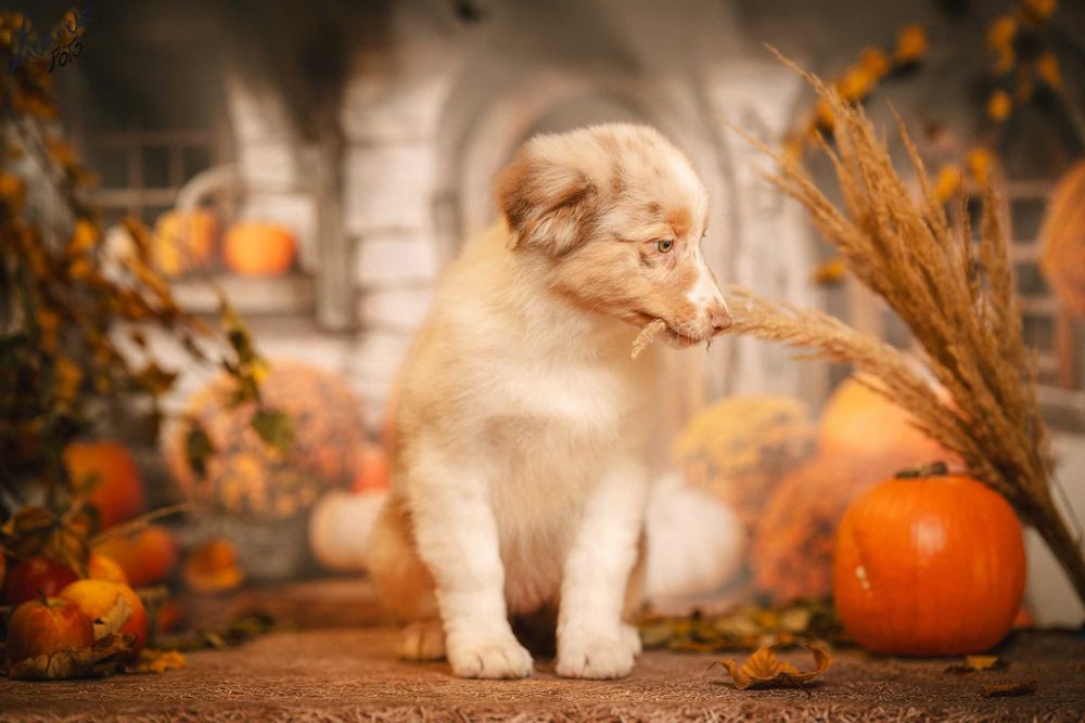 Owczarek Australijski typ Amerykański Suczka Red Merle - 5 gwiazdek