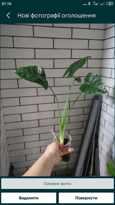 алоказія micholitziana mint, wentii, фрайдек вар, Міккі