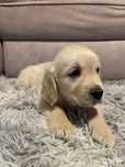 Golden Retriever femea qualidade!!