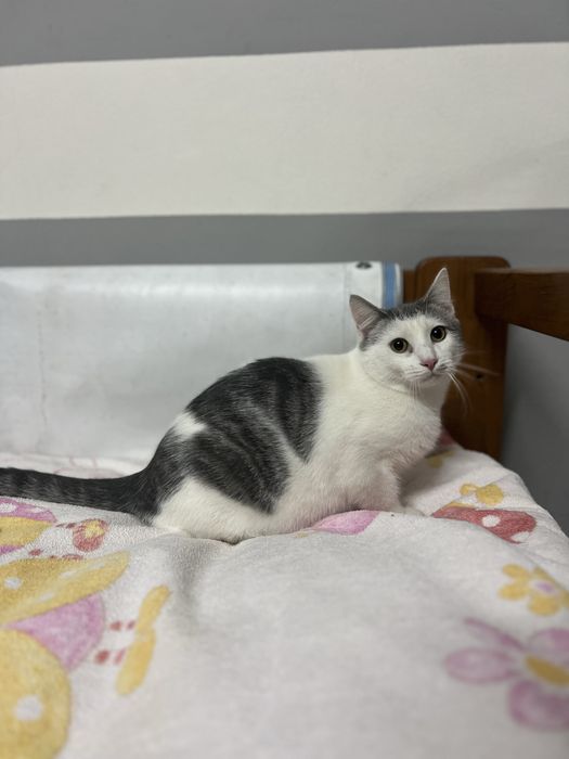 Gatinhos de 5 meses para adocao responsavel