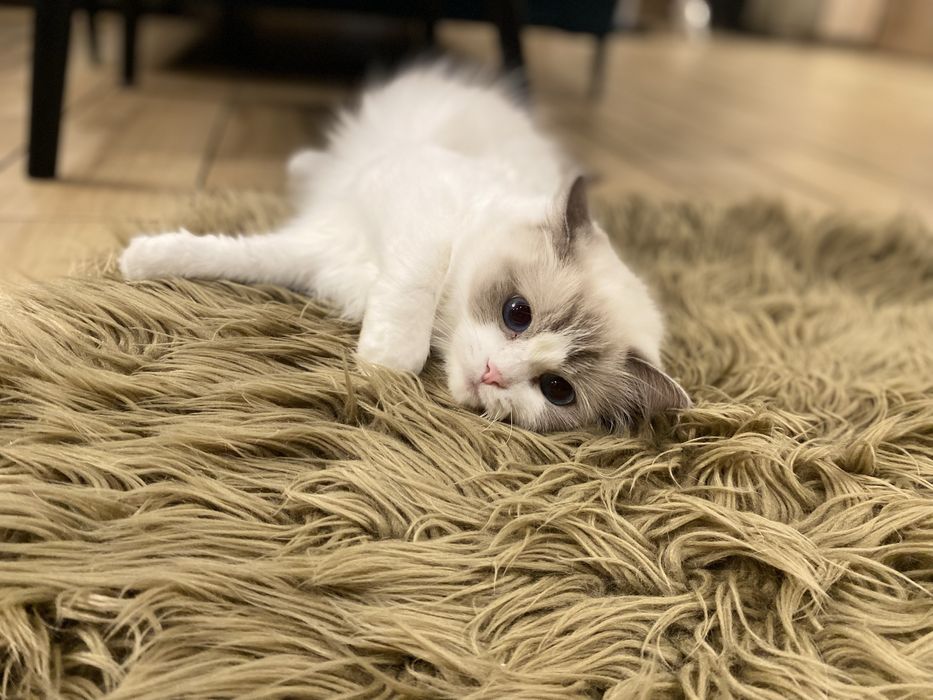 Ragdoll cudne kociaki odbiór na grudzień.